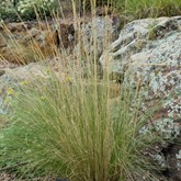 Arizona Fescue